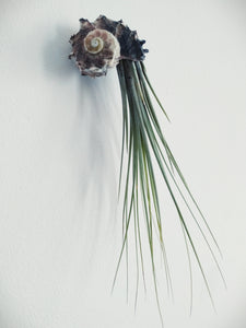 Air plant jellyfish, Juncea with purple spiral shell