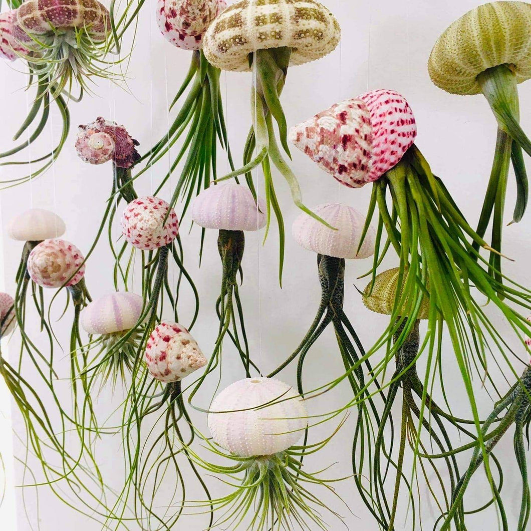 wholesale pack of 100 air plant jellyfish