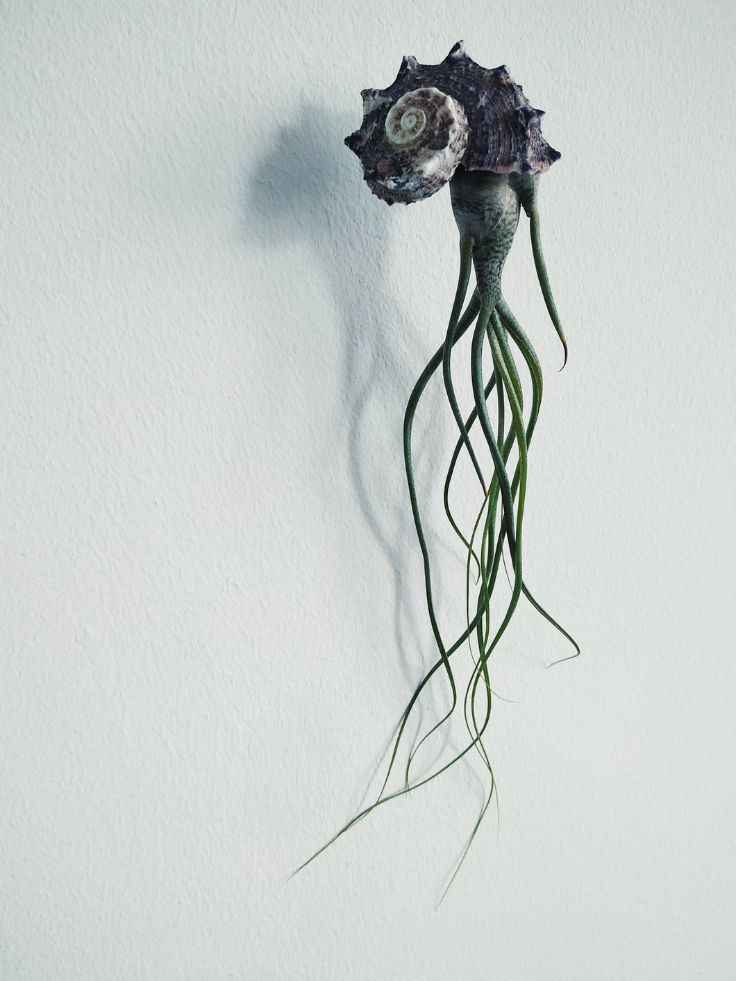 Air plant jellyfish, Butzii with purple spiral shell