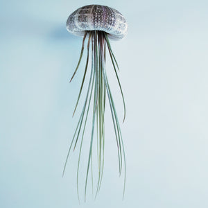 Air plant jellyfish, Juncea with a tartan shell