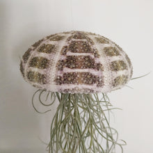 Load image into Gallery viewer, Large Spanish moss jellyfish with a tartan urchin
