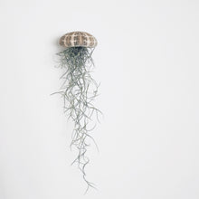 Load image into Gallery viewer, Large Spanish moss jellyfish with a tartan urchin
