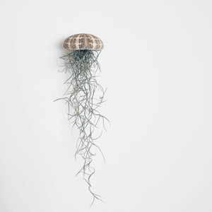 Large Spanish moss jellyfish with a tartan urchin