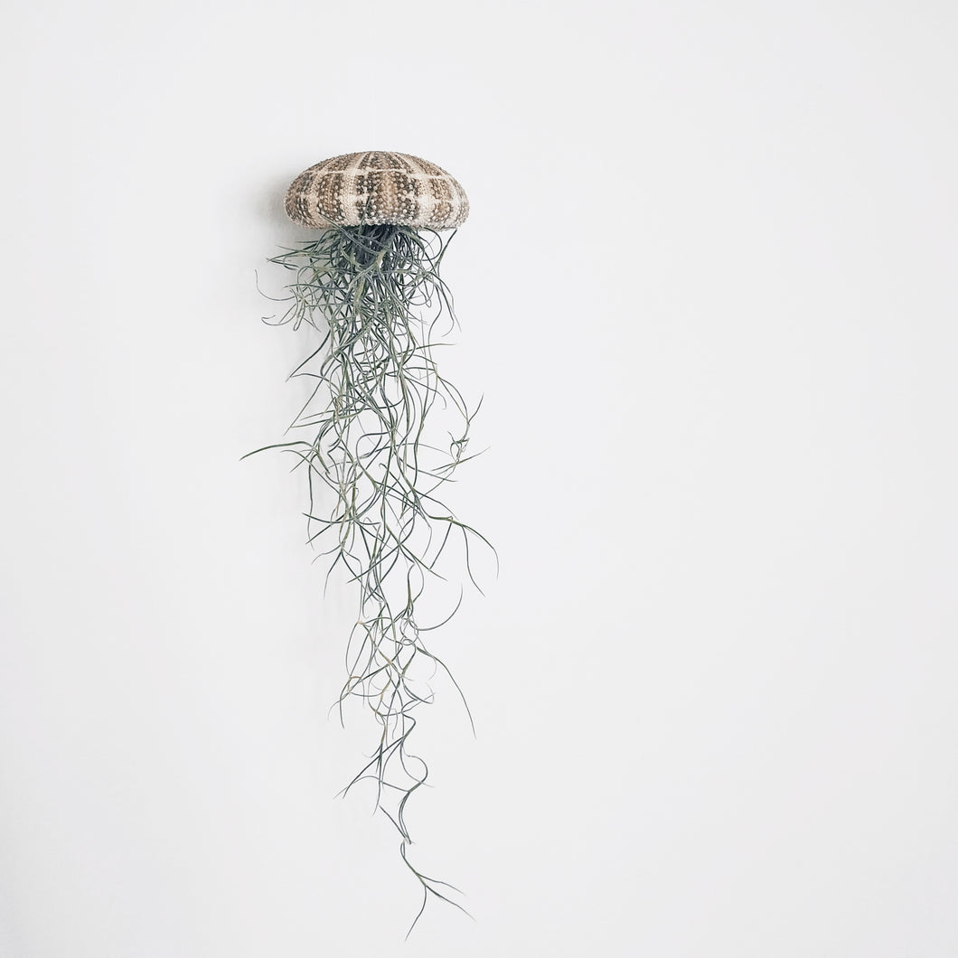 Large Spanish moss jellyfish with a tartan urchin