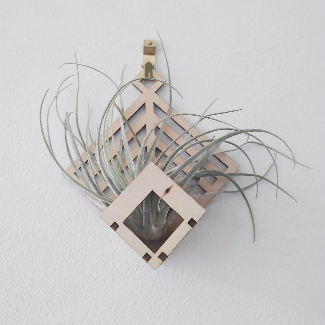 Laser cut, wall mounted air plant holder with plant