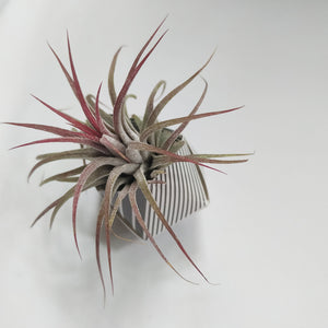 Origami plant pot kit with set of air plants