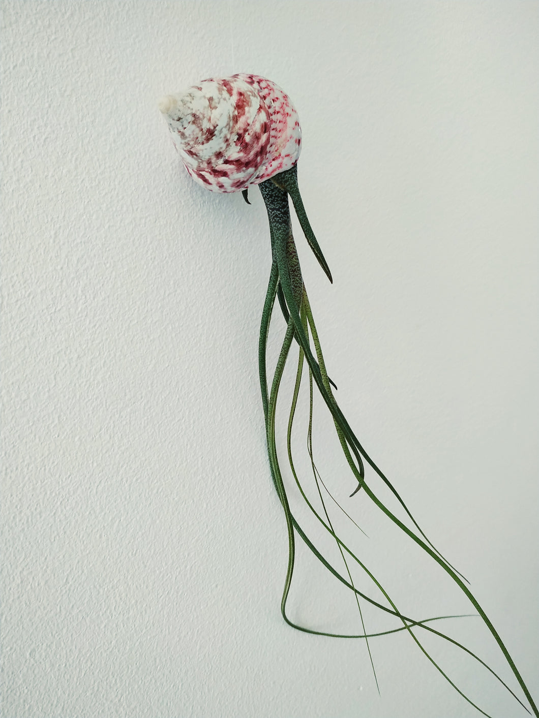 Air plant jellyfish, Butzii with medium pink spiral shell