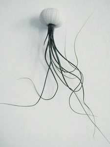 Air plant jellyfish, Butzii with purple urchin