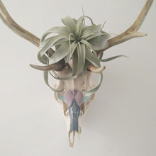 Load image into Gallery viewer, Wall mounted, Ethically Sourced, Hand Painted Deer Skull Featuring Xerographica Air Plant
