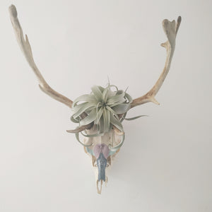 Wall mounted, Ethically Sourced, Hand Painted Deer Skull Featuring Xerographica Air Plant