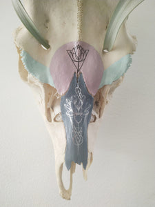 Wall mounted, Ethically Sourced, Hand Painted Deer Skull Featuring Xerographica Air Plant