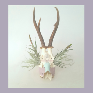 Ethically Sourced Roe Deer Skull Featuring Air Plants