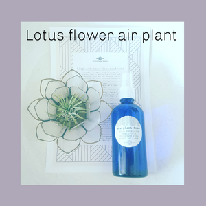 Lotus Flower Air Plant Kit