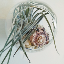 Load image into Gallery viewer, Glass globe terrarium with airplant
