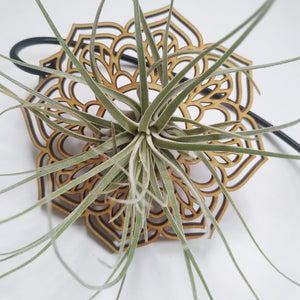 Laser cut hanging air plant mandala with stand