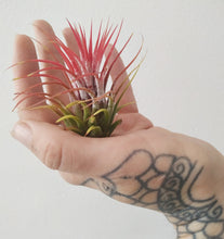 Load image into Gallery viewer, Ionantha rubra air plant.
