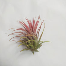 Load image into Gallery viewer, Ionantha rubra air plant.
