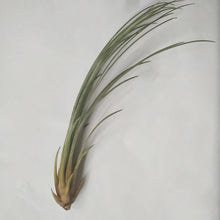 Load image into Gallery viewer, Juncea Air Plant
