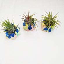 Load image into Gallery viewer, Jesmonite geometic hexagon pot with Inonantha air plant
