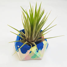 Load image into Gallery viewer, Jesmonite geometic hexagon pot with Inonantha air plant
