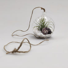 Load image into Gallery viewer, Glass globe terrarium with airplant
