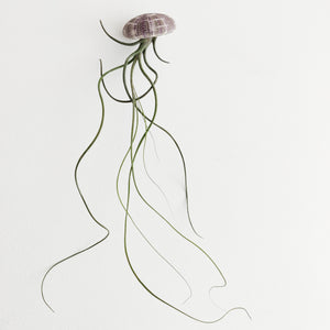 Butzii air plant jellyfish with a tartan urchin
