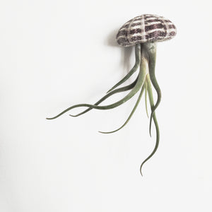 Air plant jellyfish, Caput Medusae